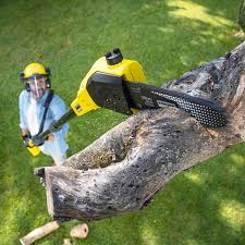 Best Tree and Shrub Care  in Fulda, MN