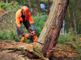 Best Hazardous Tree Removal  in Fulda, MN