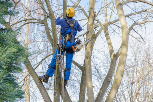 Best Commercial Tree Services  in Fulda, MN